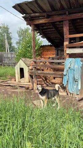 A medium-sized dog with black, brown, and white fur barks at the camera. The dog is standing in tall green grass, leashed to a chain that hangs from a wooden structure. Behind the dog is a small wooden doghouse and a larger wooden structure that appears to be a shelter or woodshed, stacked with logs. The environment is outdoors, with evidence of a rural setting, including a wooden fence and trees in the background. The lighting suggests it is daytime.