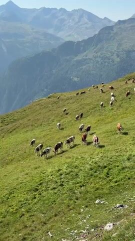 A herd of cows grazes on a grassy mountain slope under a clear blue sky. The slope is steep and covered in lush green grass. In the background, a range of majestic mountains can be seen, their peaks softened by distance and haze. A red and white structure, possibly a rest stop or viewing platform, is perched on the crest of the hill to the right. The cows are scattered across the hillside, some grazing, others standing or walking. The overall impression is one of peaceful pastoral beauty in a grand alpine landscape.