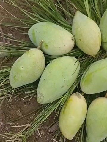 A close-up, overhead shot shows a pile of unripe mangoes scattered on the ground amidst blades of grass. The mangoes are predominantly pale green, with some showing hints of yellow or slight bruising. Their shapes are oval and slightly elongated, with smooth skin. The background is dark and out of focus, suggesting soil or dirt. The lighting is natural and even, illuminating the fruit without harsh shadows. No people or other objects are visible in the frame. The video appears to be a short, static shot, possibly a photograph with a slight zoom or pan.