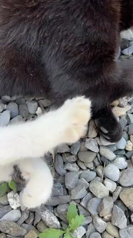 The video shows a close-up of two cat paws on a gravel surface. One paw is white with pink pads and black spots, and the other paw is black with visible claws. A portion of a black cat's fur is visible in the upper part of the frame, and a few green leaves are scattered amongst the gravel. The camera is positioned directly above the paws, with a shallow depth of field blurring the background.