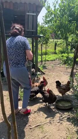 A woman with dark hair tied back, wearing a blue floral print shirt and grey sweatpants, stands in a dirt yard, facing a chicken coop. She is holding a white bucket and appears to be pouring feed for a group of chickens gathered around her. The chickens, a mix of brown and black, peck at the food on the ground. A shallow metal dish filled with water sits nearby. The yard is surrounded by trees and vegetation, and a wooden fence is visible in the background. The scene is illuminated by bright sunlight.