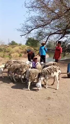 A group of sheep and three people are gathered outdoors. The sheep are of various sizes and are mostly white and brown. One person is wearing a blue shirt and a straw hat. Another person is wearing a red shirt. The third person is wearing a dark shirt and a hat. They appear to be interacting with the sheep. The background shows trees, vegetation, and a body of water. The ground is dirt. The sky is clear and blue.