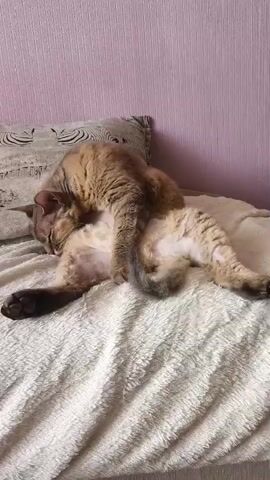 A short video shows a brown tabby cat grooming itself while lying on its back on a soft, white blanket. The cat is positioned on a bed with a pink, textured wallpaper in the background and a decorative pillow to the left. The cat's body is contorted as it licks its belly and hindquarters. The video is very brief and focuses entirely on the cat's grooming behavior.