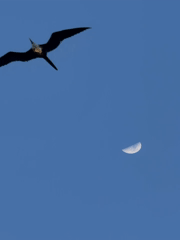 Frigatebirds soar over Gulf waters at dawn with half moon visible