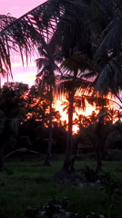 Palm-framed sunset over Kiblawan at twilight