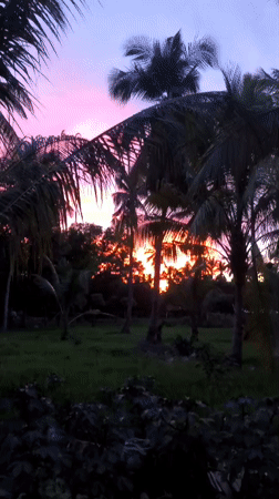 Palm-framed sunset over Kiblawan at twilight