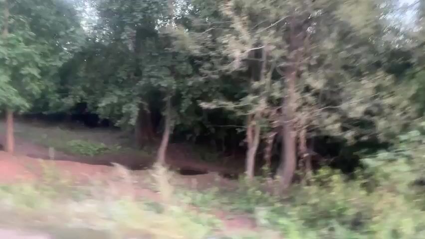 A video recording shows a shallow body of water surrounded by trees and vegetation. The water appears murky and reflects the surrounding foliage. The ground around the water is uneven and appears to be a mix of dirt and grass. The trees are dense and leafy, suggesting a natural, undeveloped environment. The lighting is dim, possibly indicating it is early morning or late evening. The camera seems to be moving, giving the impression of a slow pan or drive-by. There are no people or animals visible in the frame.