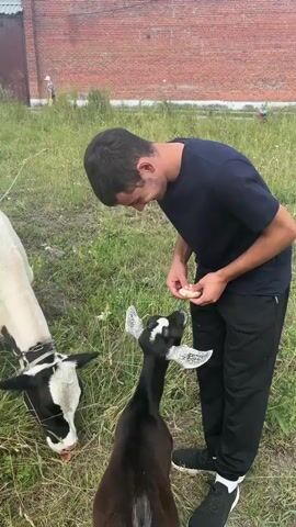 A person wearing a dark blue t-shirt and black pants is feeding a piece of food to a black goat. The goat is standing on its hind legs, reaching up towards the person's hand. Next to the goat, a black and white cow is also eating from the person's hand. The scene takes place outdoors in a grassy area with a brick building in the background.