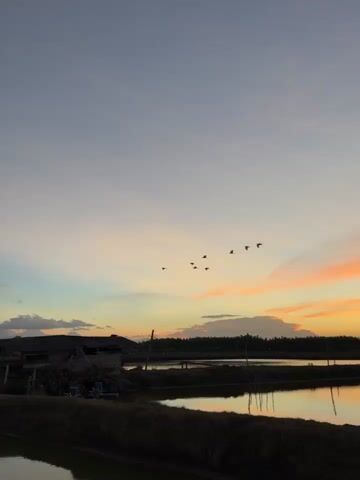 A flock of birds flies across a twilight sky over a rural landscape. In the foreground, there are bodies of water, possibly ponds or flooded fields, with some structures on the banks. In the middle ground, there is a simple building with a corrugated roof and some vegetation. The sky is a gradient of soft colors, transitioning from pale blue and lavender near the top to hues of pink and orange near the horizon, indicating either sunrise or sunset. The overall mood is serene and natural.