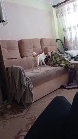 A small white and tan dog stands on a beige sectional sofa, facing a baby sitting on the same sofa. The dog has its tail up and is looking towards the baby. The baby is lying down on the sofa, partially covered by a green and yellow plaid blanket. Behind the baby, there are several stuffed animals. The sofa is positioned in a room with light pink walls that appear to be damaged in some areas. A window with a sheer curtain is visible on the right side of the room. A black exercise bike is leaning against the wall near the window. The floor is covered with a patterned rug. A black object, possibly a piece of clothing or furniture, is visible in the foreground, obscuring the lower part of the scene. The lighting in the room appears to be natural, coming from the window.