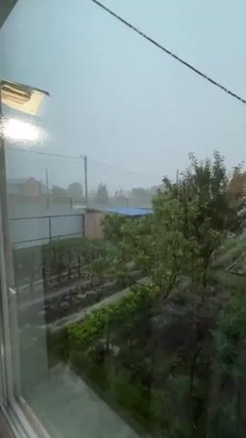 The video, filmed from indoors through a window, shows a heavy rainstorm in a rural or suburban area. The foreground is dominated by raindrops on the windowpane, creating a blurred effect. Outside, a garden with rows of green plants is visible, as well as a wooden structure with a blue roof. Beyond that, a fence encloses the property, and further in the distance, houses and trees are shrouded in mist. The sky is overcast and gray, consistent with a storm. The overall impression is one of a weather event impacting an outdoor domestic scene.