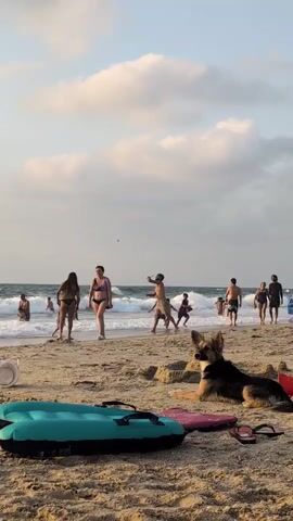 The video shows a crowded beach scene with people enjoying the water and the sand. In the foreground, a german shepherd mix dog is lying down on the sand, near an inflatable tube and some flip-flops. The dog looks towards the left of the frame. Further back, several people are wading in the shallow ocean waves, while others are playing on the beach. There is a group of people in the middle ground, some of whom appear to be playing with a ball or frisbee in the water. The sky is partly cloudy, with the sun setting or rising. The overall atmosphere appears to be relaxed and familial, with a mix of adults and children enjoying a day at the beach.