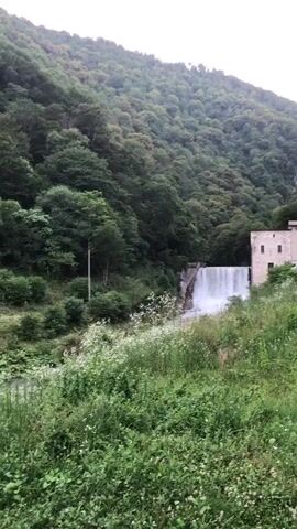 This video captures a serene natural landscape dominated by a lush, forested mountainside. In the mid-ground, a man-made structure, possibly a dam or a water control facility, is visible with water cascading over it, creating a waterfall. Adjacent to this structure, a building with several windows stands on a grassy embankment. The foreground is filled with abundant greenery, including tall grasses and scattered white wildflowers, suggesting a rural or natural setting. The overall atmosphere is peaceful and verdant, with the sound of flowing water accompanying the visual. No people are present in the video.