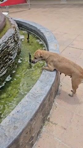 A brown dog with visible nipples drinks from a fountain. The fountain has green algae in the water and several spouts. The ground around the fountain is paved with tan tiles. The dog then walks away from the fountain and out of frame.