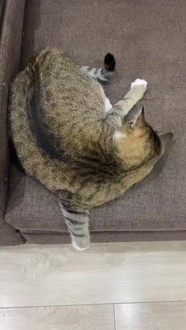 In a close-up, overhead shot, a tabby cat with brown, black, and white fur is curled up on a brown, textured couch. The cat is positioned in the center of the frame, with its body forming a tight circle. Its tail, marked with dark stripes and a white tip, extends downwards and slightly to the left. The cat's head is turned towards its body, with its ears pointed upwards. Its paws are tucked in, and one white paw is visible near its face.

The activity captured is the cat grooming or preparing to groom itself. Its body is contorted, and it appears to be licking or nibbling at its fur. In one instance, the cat abruptly spins its body in a rapid, circular motion, creating a blurred effect.

The scene is indoors, likely in a home, given the presence of a couch and the wooden floor visible at the bottom of the frame. The lighting suggests it is daytime. There is no visible text in the media file. The setting appears to be Novinki, Russia. The cat's actions convey a sense of comfort and routine, typical of a domestic animal.