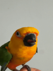 Woman shares morning routine with pet parrot in Khimki