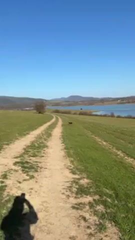 The video shows a dirt road with green grass on either side, leading towards a lake under a bright blue sky.  Mountains are visible in the background.  A dog runs across the grass towards the lake.  A person's hand and arm are briefly visible in the lower left corner of the frame.