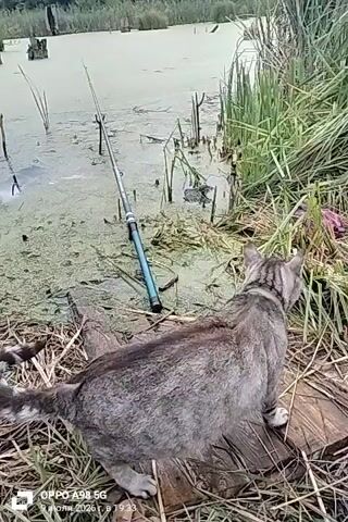 A tabby cat stands on a wooden plank near the edge of a murky, algae-covered body of water. A fishing rod is partially submerged in the water, with its tip emerging from the green surface. Reeds and dead trees are visible in the background. The cat is facing to the right, with its tail extended and striped. The scene appears to be outdoors in a natural environment.