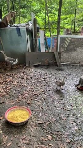 The video shows a muddy outdoor area covered in fallen leaves. A young goose is walking across the muddy ground. In the background, there are several adult geese, some scattered building materials, and trees. A red bowl filled with yellow feed is visible in the foreground. The scene appears to be a farmyard or enclosure for poultry.