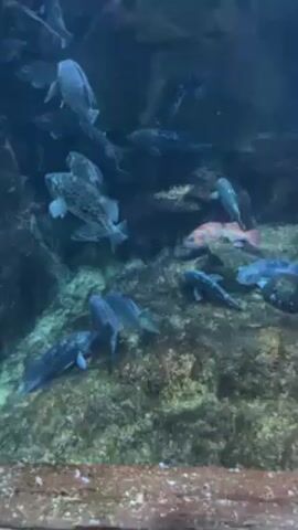 Here is a description of the video:
The video shows a large aquarium with a variety of fish. Most of the fish are gray, though one fish is pink and red. The bottom of the aquarium is covered in rocks and algae. The water is clear and blue, allowing for good visibility of the fish.