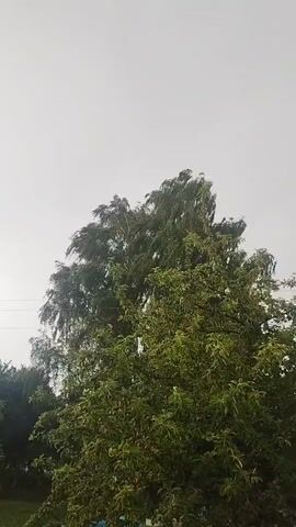 A video showing a tree with green leaves moving in the wind against a grey sky. Some red fruits are visible on the tree. There are some blue cylindrical objects on the ground below the tree.