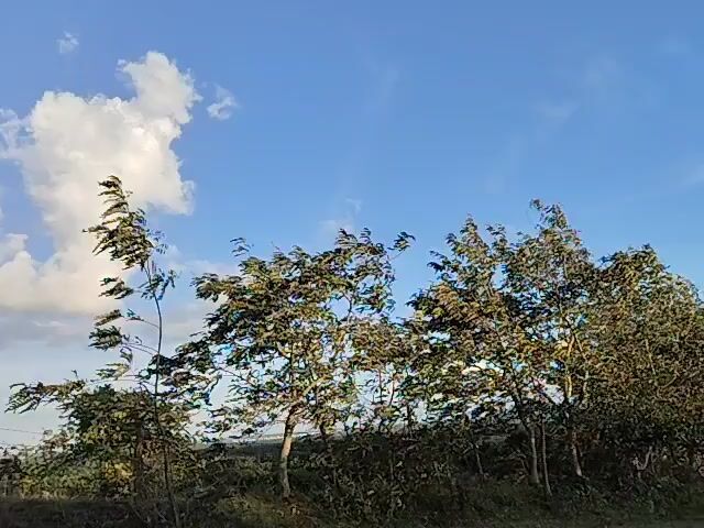 The video displays a view of trees against a bright blue sky with a few scattered clouds. The trees are green and leafy, with some branches swaying as if in a breeze. The camera appears to be positioned at ground level or slightly above, looking upwards towards the sky and the trees. In the latter half of the video, a steep, tree-covered hillside or mountain slope becomes visible to the right, gradually filling more of the frame as the camera pans or moves. The lighting suggests it might be daytime, possibly morning or late afternoon, given the quality of the light. There are no people or animals visible in the footage.