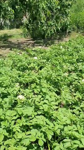 A panoramic shot shows a large field of potato plants. The plants are tall and green, with some small white flowers visible. In the background, there are trees, bushes, and a house. The sun is shining, and the sky is blue with some clouds. There are no people or animals visible in the video. The camera pans slowly from left to right, capturing the entire field and its surroundings.