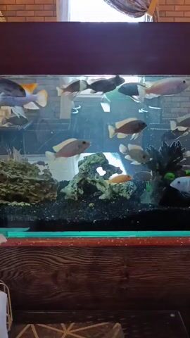 The camera pans from left to right across a large rectangular aquarium filled with various species of fish swimming amongst artificial rock formations and plants. The aquarium's base is constructed of dark wood, contrasting with the lighter colored brick wall visible in the background. The scene is illuminated by two wall-mounted lights above the aquarium.