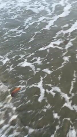 The video shows a close-up view of ocean waves breaking on a dark sand beach. The water is murky and has white foam on the surface. Several waves are visible, with the closest ones breaking and receding. The horizon is visible in the distance, with a cloudy sky above. There are no people or specific objects clearly discernible in the video, other than the natural elements of the beach and ocean. The camera appears to be positioned low to the ground, close to the water's edge.