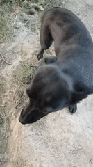 Chained German Shepherd rests in a rural Armenian yard