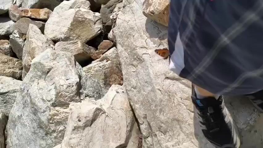 A butterfly lands on a person's shorts as they stand on a rocky surface. The person is wearing dark shorts with a plaid pattern and a white accent. The butterfly has orange and black wings.