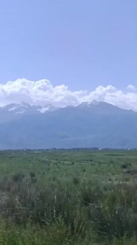 The video shows a wide, grassy plain with tall green grass in the foreground. In the distance, there are snow-capped mountains under a blue sky with scattered white clouds. A dirt road with some puddles of water winds through the grassy plain. The camera appears to be moving, suggesting the video was filmed from a moving vehicle. The lighting suggests it is daytime, possibly late morning or early afternoon. There are no people or animals visible in the video.