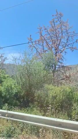 The video shows a car driving down a winding road on a sunny day. The landscape includes lush green vegetation, trees, and mountains. There are power lines visible overhead. The camera view shifts between the roadside and the view through the windshield. The car passes by bushes with pink flowers. Water droplets are visible on the windshield.