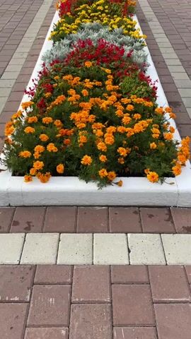 A long, white planter box filled with colorful flowers is centered in the frame, running away from the camera. The flowers are arranged in horizontal bands of color. Closest to the camera are bright orange marigolds, followed by red flowers, then yellow flowers, and finally silvery-gray foliage at the far end of the planter. The planter box is bordered by a brick pathway that alternates between tan and reddish-brown bricks. In the background, the pathway continues, lined with more flower beds on either side. Further back, there are lampposts, some people walking, benches, trees, and a fence. The sky is overcast. The camera is angled slightly downwards and is moving slowly backwards, away from the planter.