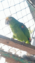 Person films caged green parrot with colorful markings