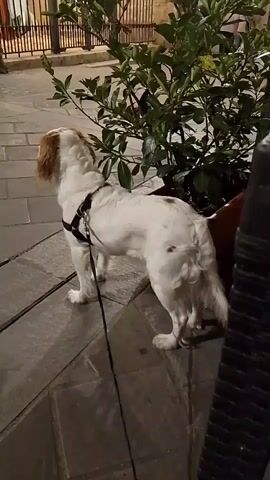 A medium shot captures a white dog with tan markings on its head and back, wearing a black harness and leash, standing on a paved surface next to a potted plant. The dog faces to the left, looking away from the camera. In the background, a metal fence encloses an area with a building behind it, and a few people are visible beyond the fence. The scene appears to be outdoors at dusk or in low light conditions.