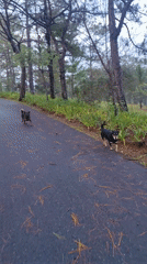 Casual park visit documented in Da Lat forest area