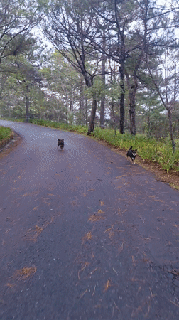 Casual park visit documented in Da Lat forest area