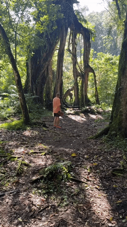 Morning forest recreation captured in Baturiti, Indonesia