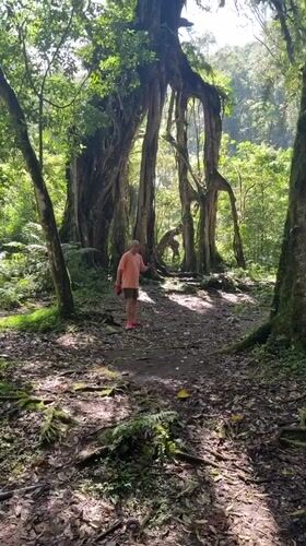 Morning forest recreation captured in Baturiti, Indonesia