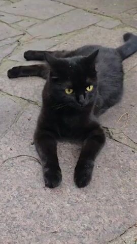 A black cat with yellow eyes lies on a paved surface. The cat is facing the camera, with its front legs extended forward and its back legs splayed out to the sides. The paved surface appears to be made of interlocking stones. There is a hint of greenery in the background, suggesting an outdoor setting.