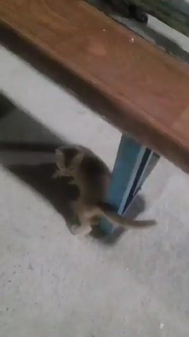 A light brown kitten is shown partially obscured by a wooden table and a blue support beam. The kitten is crouched on a concrete floor, facing left and looking forward with its eyes open. Its ears are pointed forward. The lighting is dim, casting shadows.
