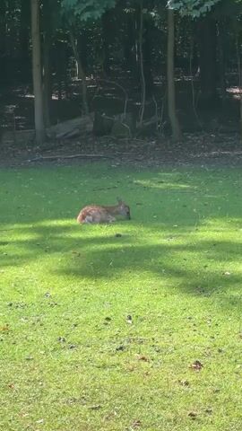 A young deer is lying down on a grassy field, with a forest in the background. The deer is facing to the right, and appears to be eating grass. The sun is shining, casting shadows on the grass. The trees in the background are tall and leafy.