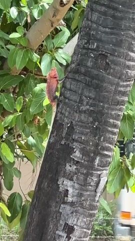 A medium shot video shows a lizard on a palm tree. The lizard is reddish-orange and is facing left, clinging to the bark of the tree. The tree trunk is dark brown and has a rough texture. To the left of the tree trunk, there are green leaves on a branch. In the background, out of focus, there appears to be a fence and some other foliage. The overall scene suggests an outdoor environment, possibly a garden or park.