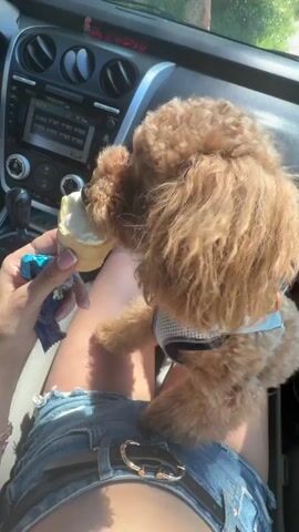 A person is sitting in the driver's seat of a car, holding an ice cream cone. A small, fluffy brown dog, wearing a light blue harness, is perched on the person's lap and licking the ice cream cone. The interior of the car is visible, including the dashboard and steering wheel. The video appears to be filmed on a sunny day, with greenery visible through the car windows.