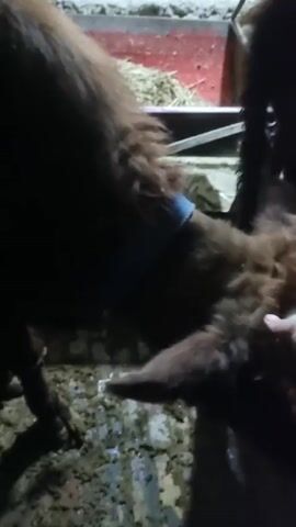 A hand in a black long-sleeved shirt strokes the neck of a brown animal with curly fur and a blue collar. The animal is standing near a red trough filled with hay. The ground is covered in dark, muddy-looking patches.  The lighting is dim.