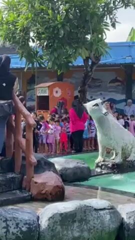 A group of small children stand in swimsuits behind a decorative water feature at what appears to be a pool area. They are gathered on a paved area along the edge of the water. Several women in modest clothing seem to be supervising them. The water feature includes large decorative rocks and a statue of a white animal, possibly a dog or wolf. The water flows gently around the base of the statue. In the background, there is a small building labeled "SELARANG" and a mural on the wall depicting sea life. Trees are visible, providing some shade to the area. The children are looking towards something out of frame, and a collective sound of excitement or cheering is heard.