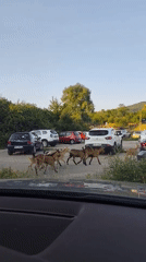 Summer day at a Nikšić lake, goats and wildflowers nearby