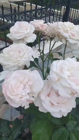 A close-up shot focuses on several white roses with a hint of pink at their centers. The roses are in full bloom and appear to be growing outdoors. In the background, a black metal fence and a paved walkway are visible. Beyond the fence, a building and a hint of a hillside with some structures can be seen, suggesting a residential area. The sky is visible in the upper right corner. The camera pans slightly, offering a dynamic view of the rose bush.