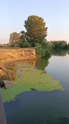 The video shows a serene natural scene by a river. The foreground is dominated by a calm body of water covered in patches of green algae, with the dark water reflecting the sky. On the left bank, a steep, sandy cliff rises, with dry grass and some bushes growing on top. A large, leafy tree stands prominently on this bank, casting a shadow. Further back, a line of dense green trees forms the opposite bank of the river, their reflections shimmering on the water's surface. The sky above is a clear, pale blue, suggesting either early morning or late evening. The overall impression is one of tranquility and natural beauty.